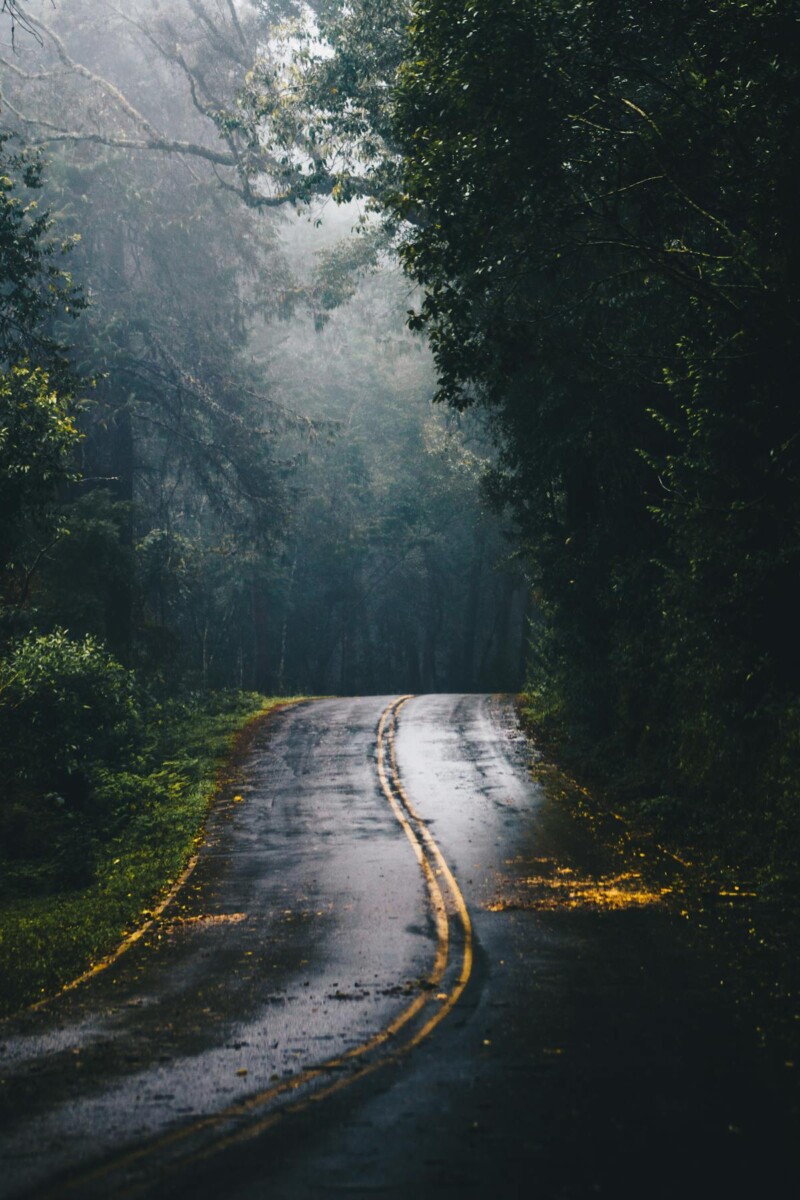 Foggy forest road with wet pavement and yellow lines, surrounded by dense green trees.