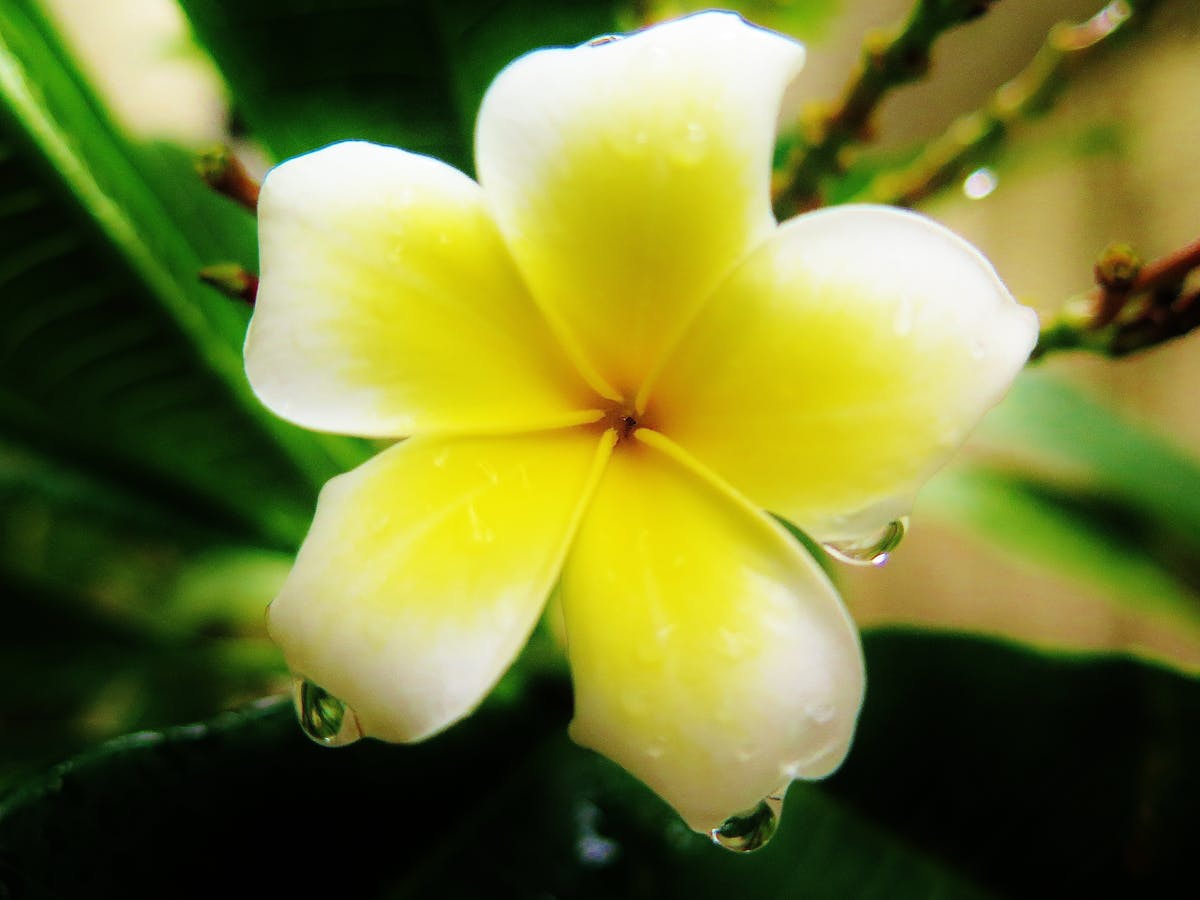 Yellow and white plumeria flower with water droplets on petals, surrounded by green leaves.